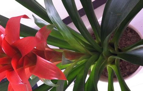 鸿运当头怎么移植（鸿运当头怎么移植种的）