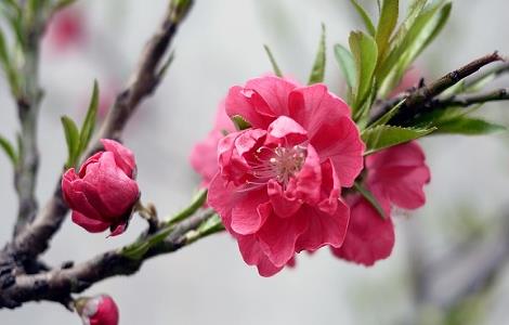 桃花夏季如何修剪（桃花怎样修剪）