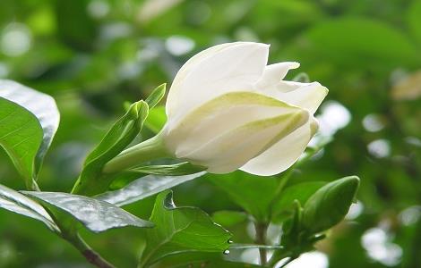茉莉花与栀子花的区别方法（栀子花和茉莉花有什么不同）