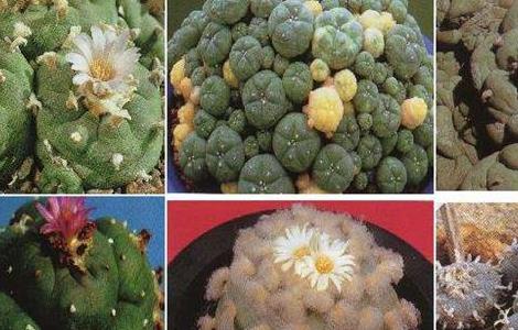 多肉乌羽玉仙人球致幻后有哪些症状（仙人球乌羽玉的养殖方法）