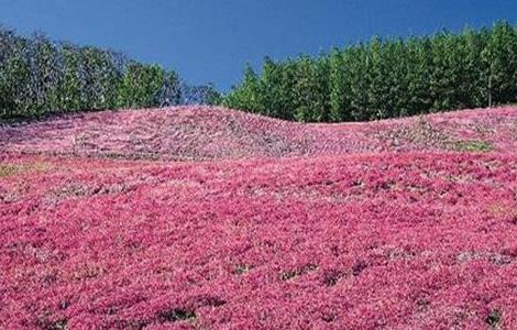 藏红花常见病害及防治方法（藏红花病虫害防治技术）