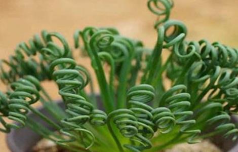 弹簧草有哪些作用 弹簧草的种类有哪些