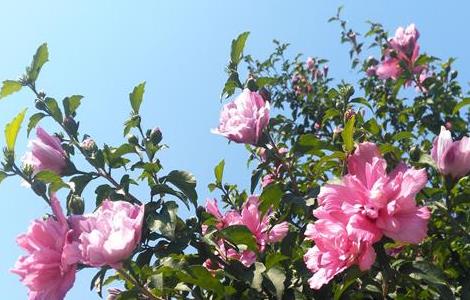 木槿花养殖方法和注意事项（木槿花养殖方法和注意事项视频）