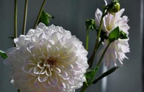 大丽花冬季怎么养护 大丽花冬季怎么养护和管理