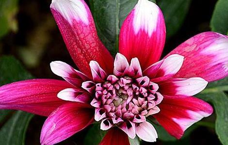 大丽花有毒吗 大丽花有毒吗可以放室内吗