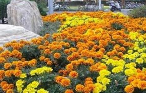 孔雀草简介及常见问题（孔雀草常见病）