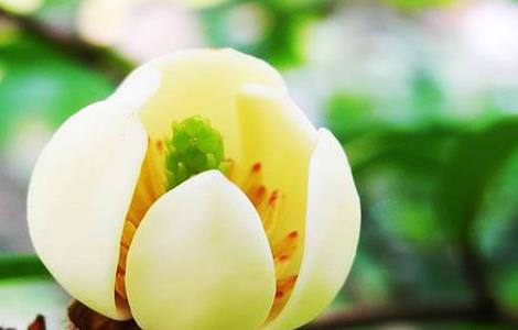 含笑花简介及常见问题（含笑花是完全花吗）