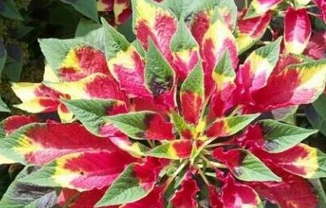 雁来红简介及常见问题(雁来红的寓意)