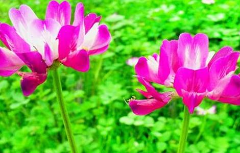 紫云英简介及常见问题 白色紫云英是怎么回事