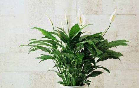 一帆风顺的养殖方法和注意事项（冬天一帆风顺的养殖方法和注意事项）