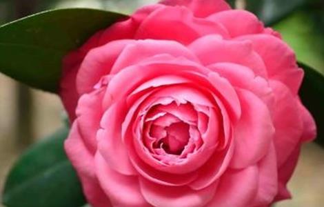 茶花适合在室内养殖吗 茶花适合室内养殖吗?