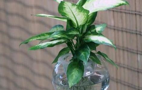 发财树正确的浇水方法 如何辨别发财树缺水还是多水