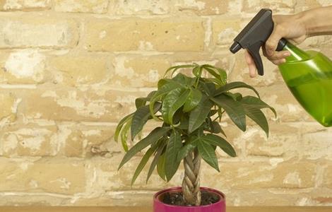 发财树正确的浇水方法