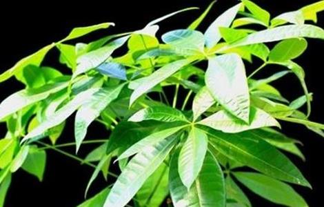 发财树和招财树的区别 家里放招财树好还是发财树好