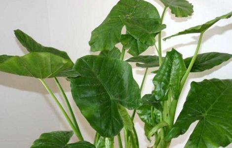 滴水观音怎么养 滴水观音植物怎么养