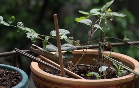 金银花怎么繁殖（金银花怎么繁殖繁殖季节是什么季节）