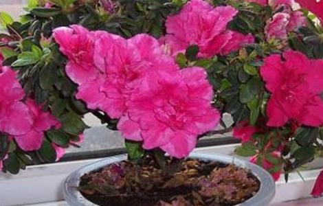 杜鹃花的养殖方法和注意事项 杜鹃花的养殖方法和注意事项 盆栽栀子花