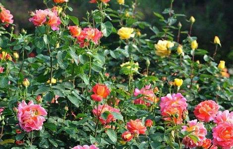 月季花盲枝是什么原因 月季长的全是盲枝的原因