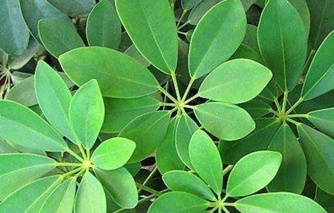 鹅掌木叶子发黄的原因及解决方法（鹅掌木叶子发黄的原因及解决方法图片）