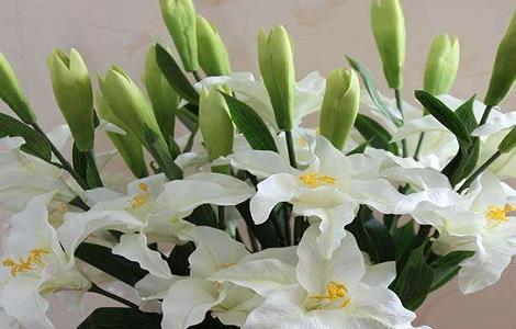 百合花的种子怎么种植 百合花种子怎么种植盆栽