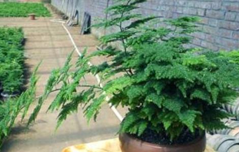 文竹的养殖方法和注意事项 文竹叶子发黄怎么挽救