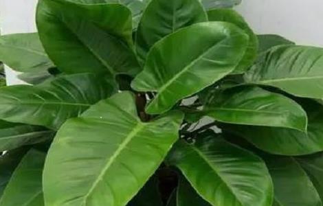 类似绿萝的植物有哪些 类似于绿萝的植物有哪些