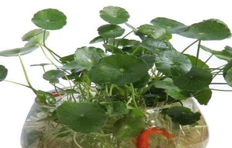 铜钱草放鱼缸里怎么养(铜钱草放鱼缸里对鱼有什么影响)