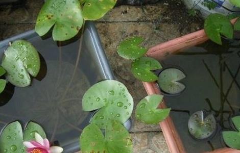 睡莲水培怎么养（怎样培育水培植物睡莲）