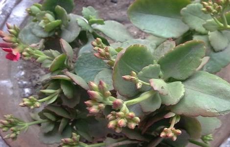 长寿花怎么扦插及注意事项（长寿花怎样插扦）