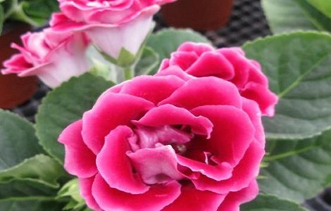 大岩桐花叶子变黄变黑的解决方法(大岩桐的叶子花茎发黑)