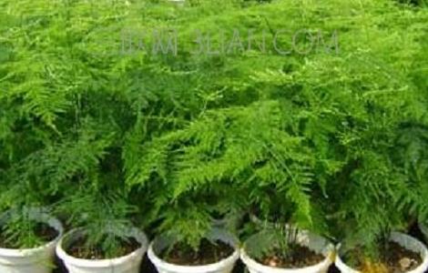 文竹怎么扦插繁殖（剪下来的文竹能插活吗）