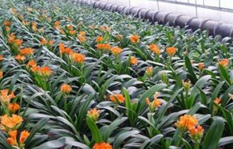 君子兰的人工种植方法（君子兰的人工种植方法和时间）