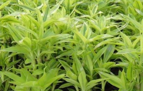 金边富贵竹的养殖方法（金边富贵竹图片大全）