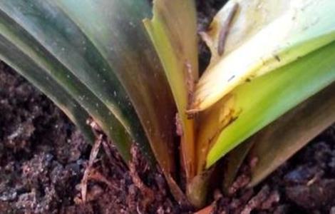 君子兰烂根原因及防治（君子兰烂根原因及防治方法）