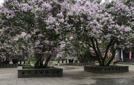 丁香繁殖方法大全(丁香繁殖方法大全视频)