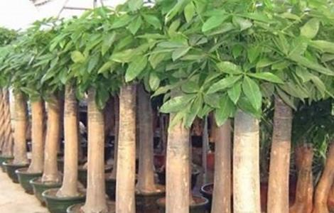 发财树如何施肥 发财树怎样施肥施什么肥