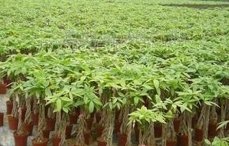 发财树如何施肥