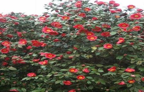 养殖山茶花的注意事项 养殖山茶花的注意事项及禁忌