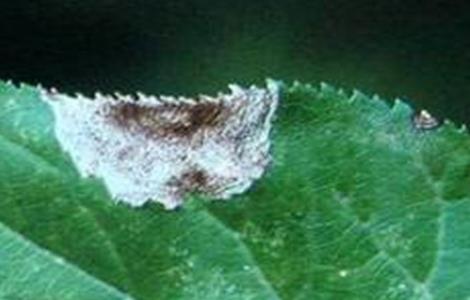 梅花常见病害与防治（梅花常见病害与防治视频）