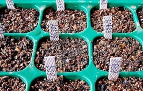 仙人掌繁殖方法大全（仙人掌的繁殖方法）