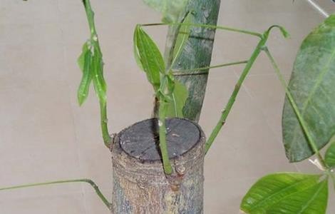 发财树徒长怎么办 发财树稀疏徒长了怎么修剪