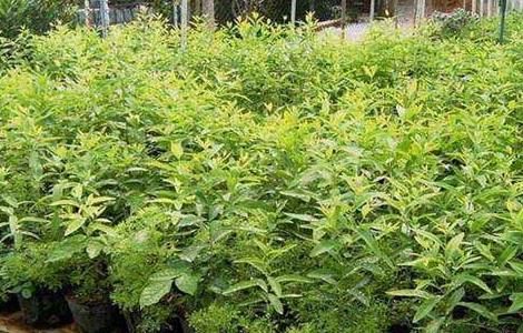 檀香的种植方法 檀香的种植方法和用途