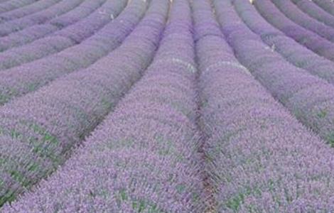 薰衣草怎么种植 薰衣草种植时间和方法