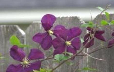 紫罗兰怎么修剪（紫罗兰怎么修剪才能开花视频）