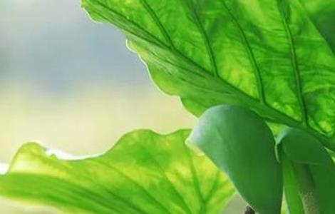 滴水观音叶子发黄原因及防治 滴水观音叶子边发黄是什么原因