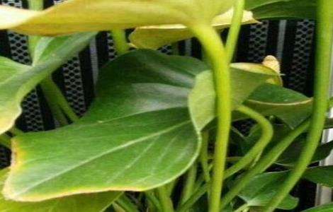 红掌叶子发黄怎么办 红掌叶子发黑是怎么回事