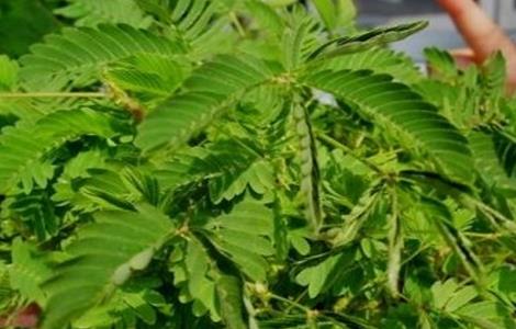 含羞草叶子发黄怎么办 含羞草叶子发黄怎么办视频