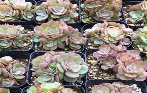 多肉怎么养（多肉怎么养才能出颜色）