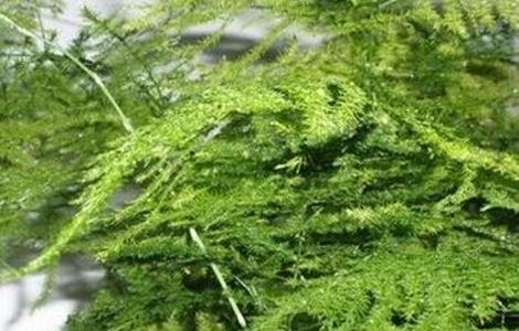 文竹怎么养(文竹怎么养家庭养法)