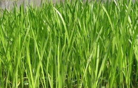 菖蒲养护方法及注意事项（菖蒲的养护方法）